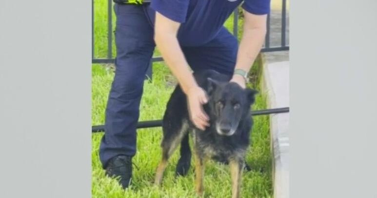 Dog rescued Fort Lauderdale canal reunited with family – CBS News