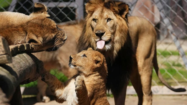 APTOPIX Czech Republic Lions 
