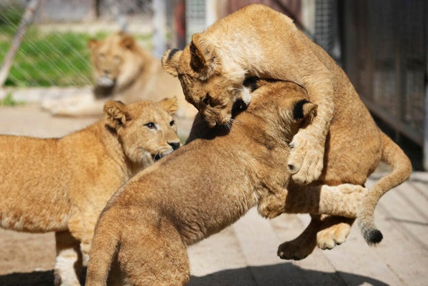 Czech Republic Lions 
