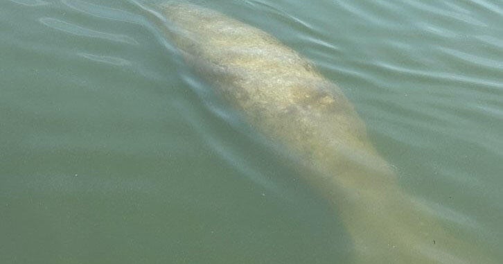 Manatee spotted on Cape Cod for first time in nearly a decade 