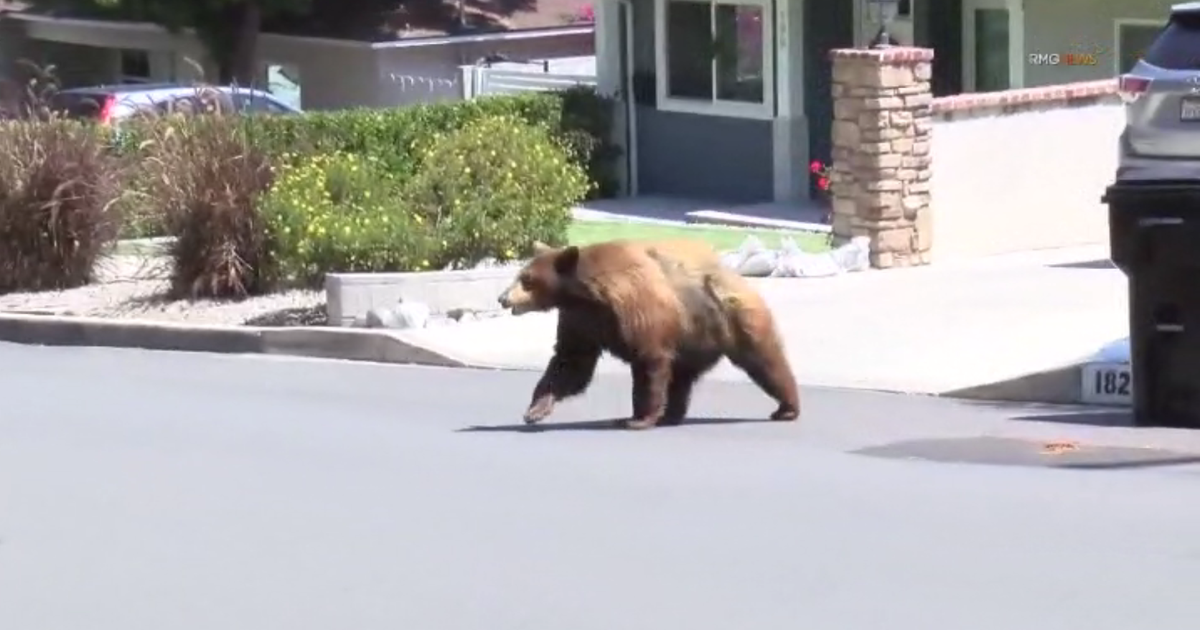 Wildlife officials euthanize bear that broke into multiple LA County foothill homes 