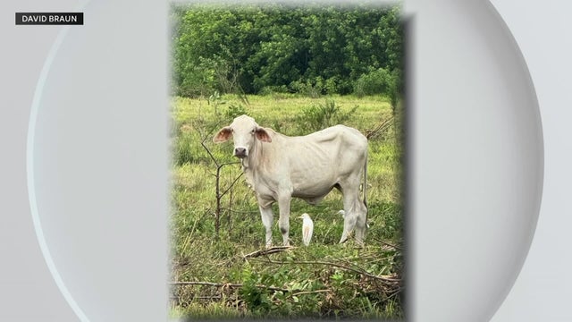 1800-ted-davie-farm-animals-pkg-8-7-2025.jpg 