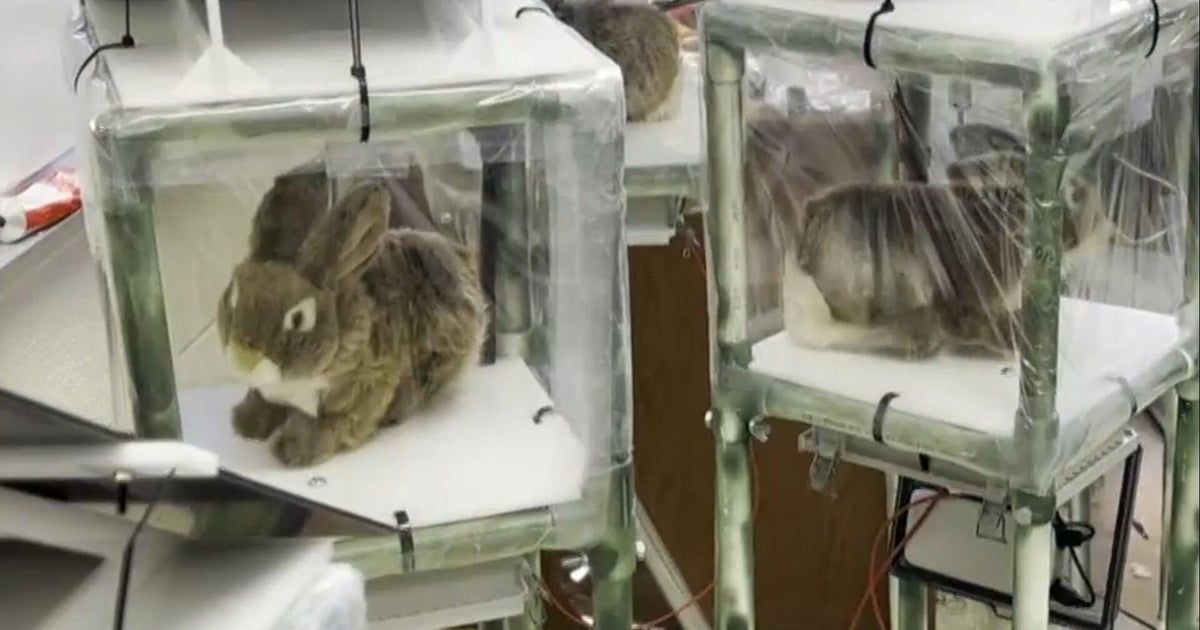 Florida using robotic rabbits to help capture invasive Burmese pythons