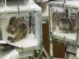 Florida deploys robot rabbits to control invasive Burmese python population  - CBS News