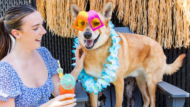 luau-dogs-cocktails-park9-jun25-9.jpg 