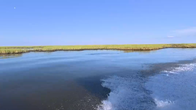 Coastal wetlands in Louisiana 