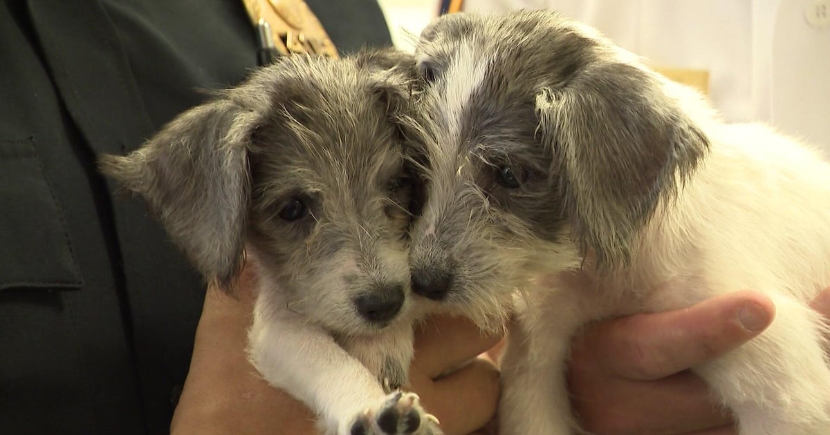 25 dogs rescued from hoarding situation on Long Island, officials say 