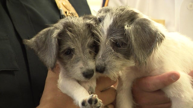 Two white-and-gray puppies 