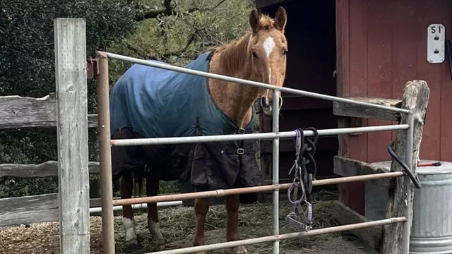honey-the-horse-080725.jpg 