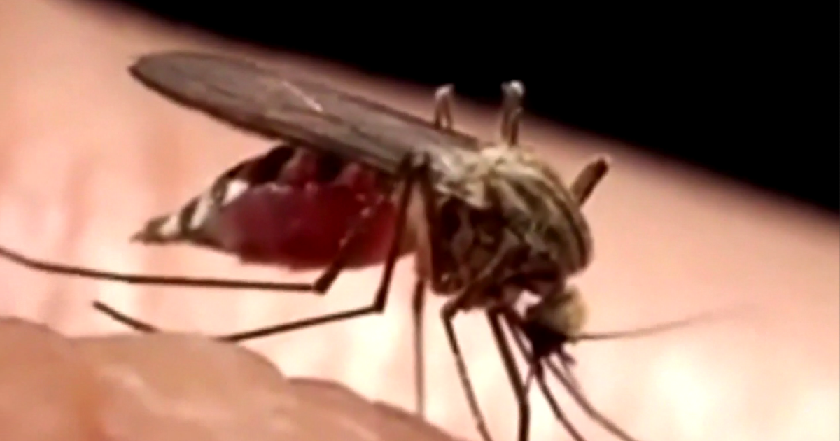 Mosquitoes, ticks remain a big concern in Chicago with hot, wet summer 