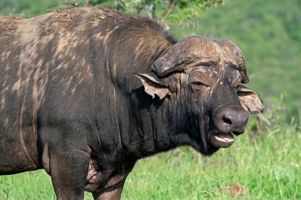 African Cape buffalo (Syncerus caffer caffer) in the Hluhluwe–Imfolozi Park. Game Reserve, KwaZulu-Natal, South Africa 