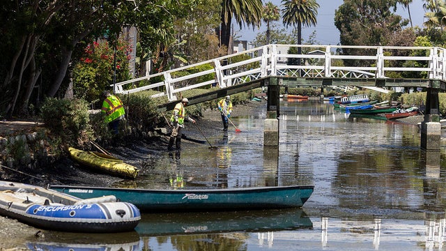 Within the last 10 days, six Venice Canal neighborhood dogs have passed away  the cause has yet to be determined. Each of the dogs exhibited similar symptoms: Nausea, seizures, lethargy, etc. 