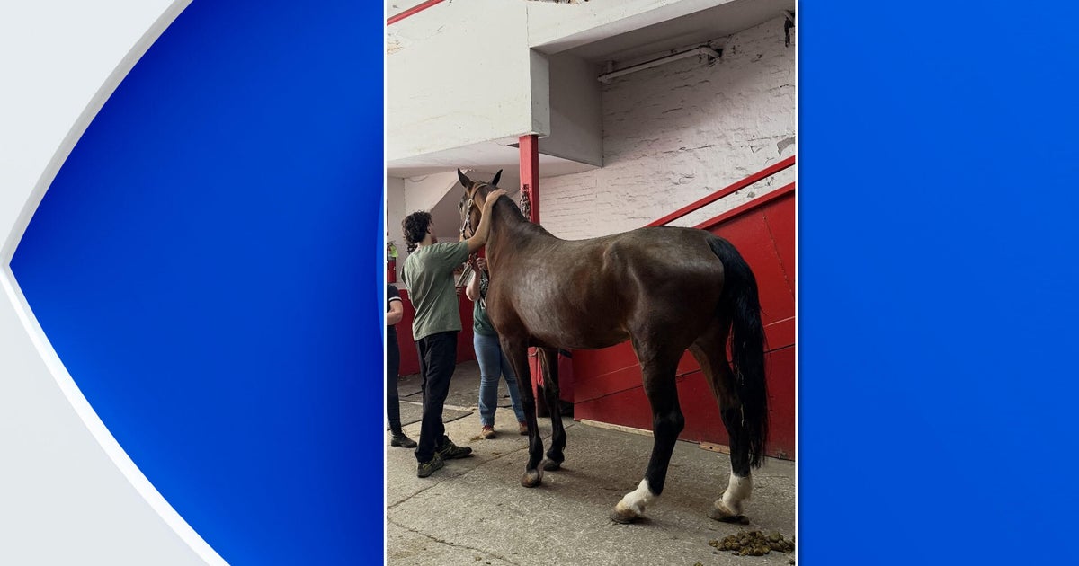 Cause of death determined for carriage horse that collapsed in Hell's Kitchen 
