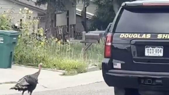douglas-county-turkey-deputy.jpg 