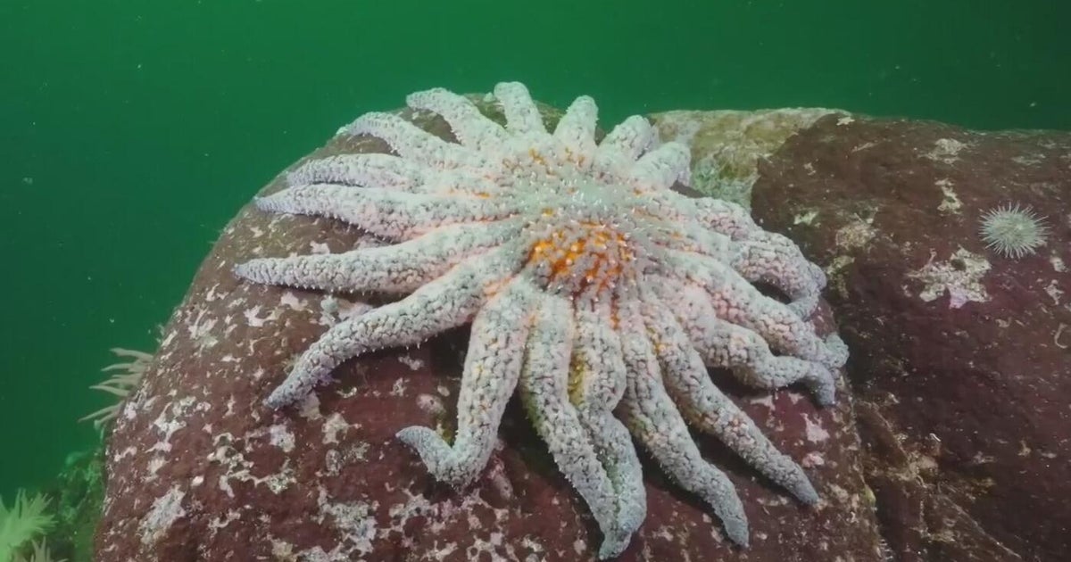 Bay Area scientists work to restore sea star population devastated by pathogen 