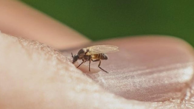 biting-fly.jpg 