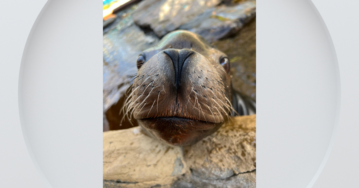 Denver Zoo sea lion dies while waiting for new habitat 