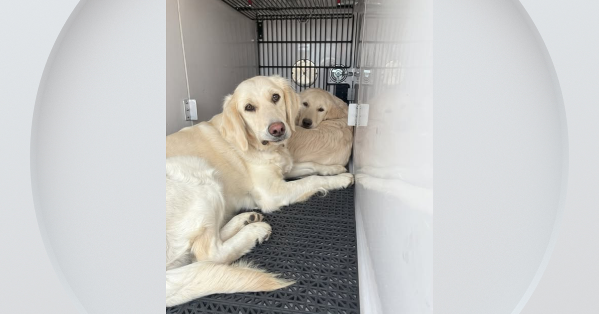 Police rescue two dogs abandoned by side of road near Colorado elementary school 