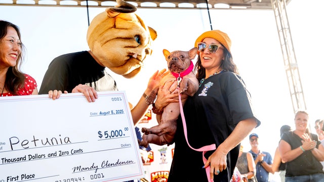 Ugly Dog Contest 