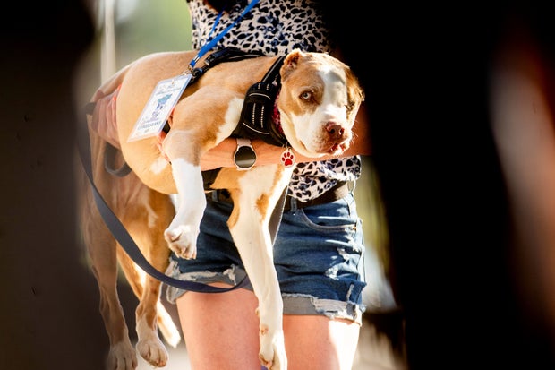 Ugly Dog Contest 