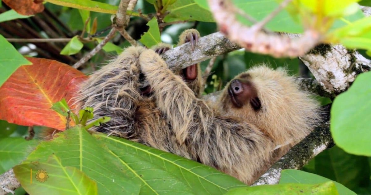 Nature: Sloths in Costa Rica - CBS News