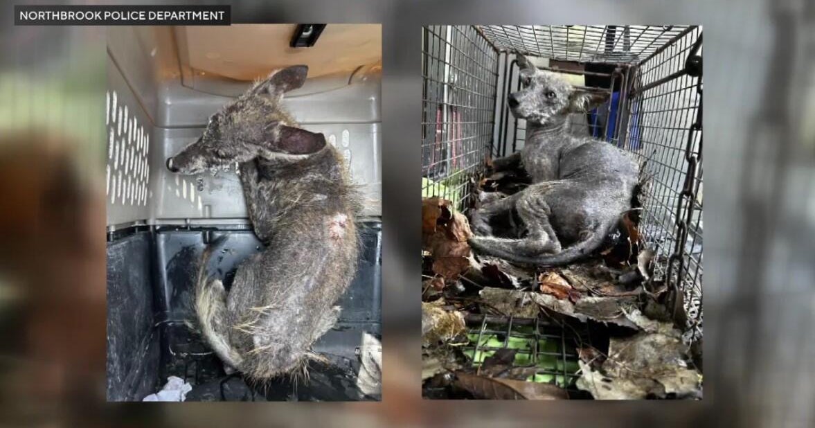 2 sick coyote pups rescued from culvert in Northbrook, Illinois 