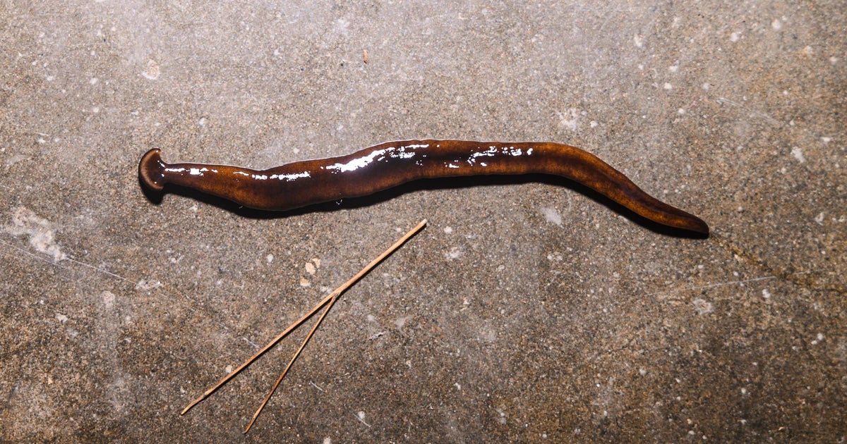 Invasive worm that can make pets sick prompts warning in Maine 