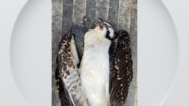 osprey-fishing-line.png 