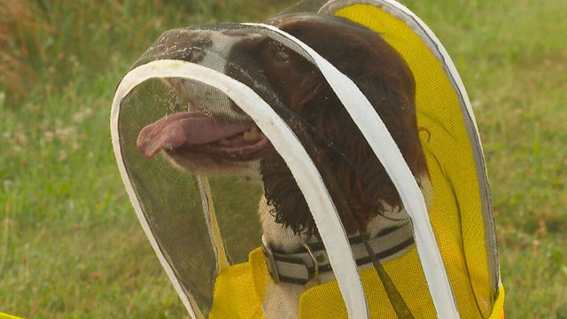 Honey Bee's Best Friend 