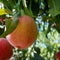 Peach growers say warmer winters are yielding smaller harvests