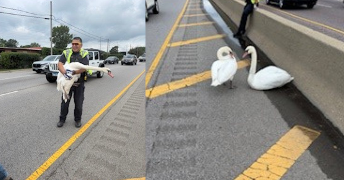 "Swan-derful" rescue reported along Route 41 in Highland Park, Illinois 