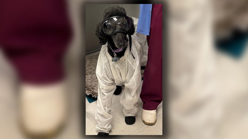 Trusty K-9 companion suiting up to keep University of Minnesota medical student safe
