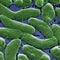 "Flesh-eating" bacteria risk increasing as ocean temperatures rise