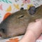 Capybara cafe helps animal sanctuary with unique experience