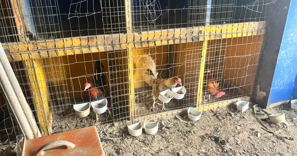 Dozens of hens, chickens rescued from alleged cockfighting operation in Kensington 