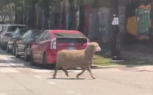west-loop-sheep.png 