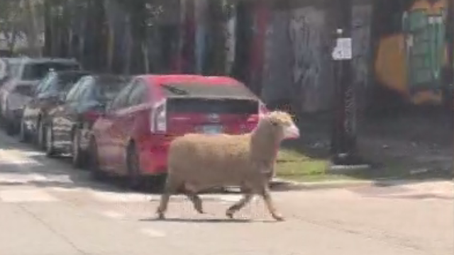 west-loop-sheep.png 