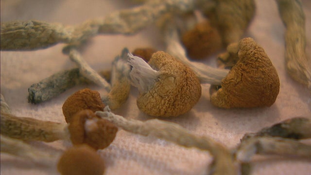 psychadelic-mushrooms-therapy.jpg 