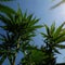 What would it take for the federal government to reclassify marijuana?