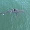 Drone video shows great white shark lurking near popular beaches