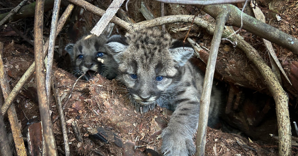 3-month-old endangered panther kittens killed by vehicle in Florida 3-month-old endangered panther kittens killed by vehicle in Florida