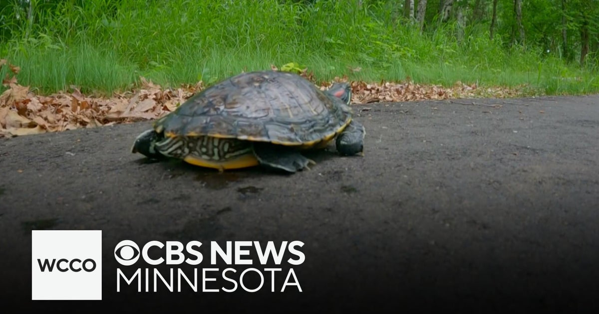 How this Minnesota city is looking to reduce turtle deaths - CBS Minnesota
