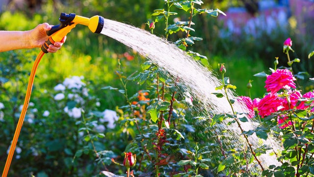 Senior woman hand watering rose flowerbed 