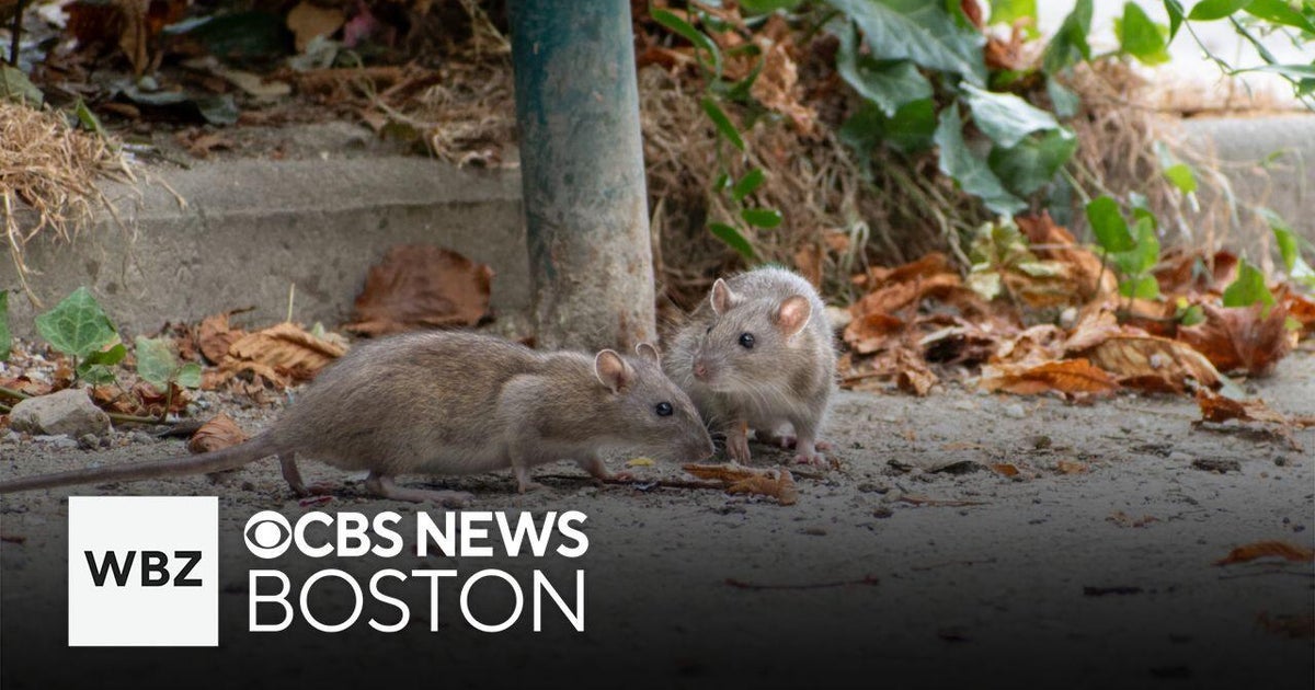 New technology in Boston aims to tackle city's rat problem - CBS Boston