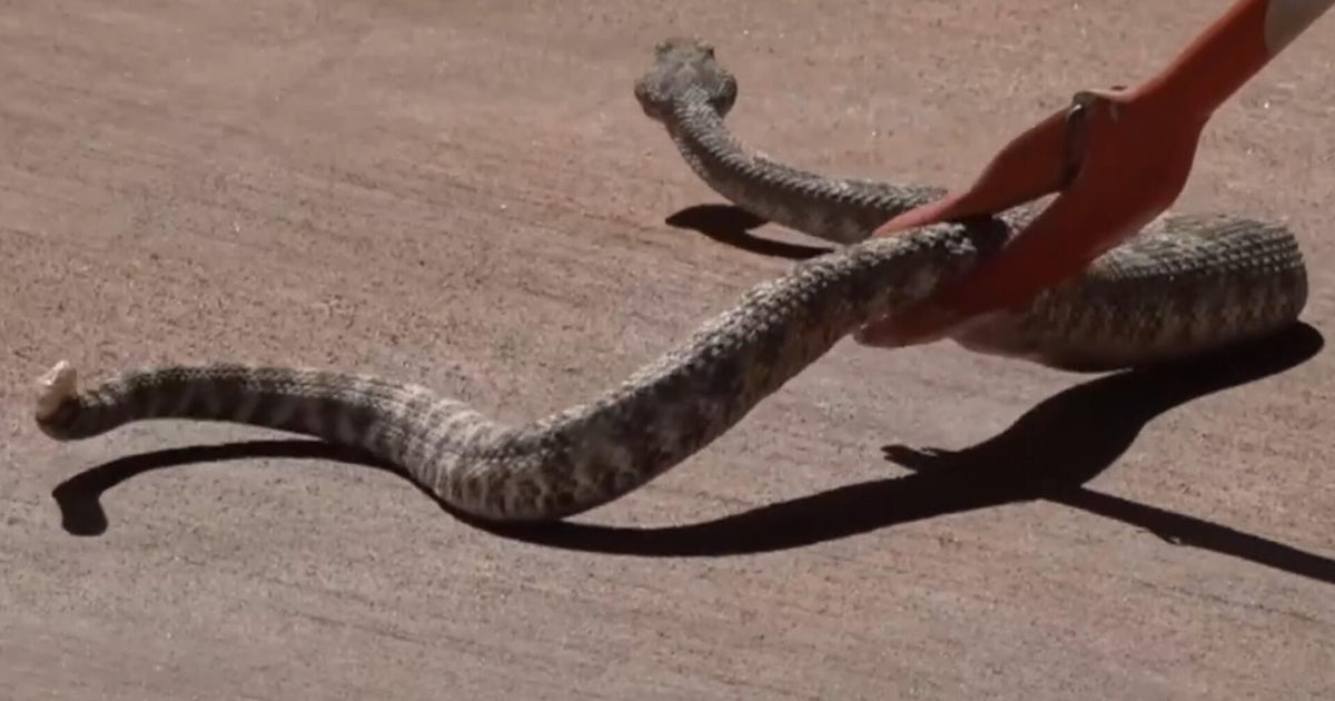 California residents learn to catch, save rattlesnakes - CBS News