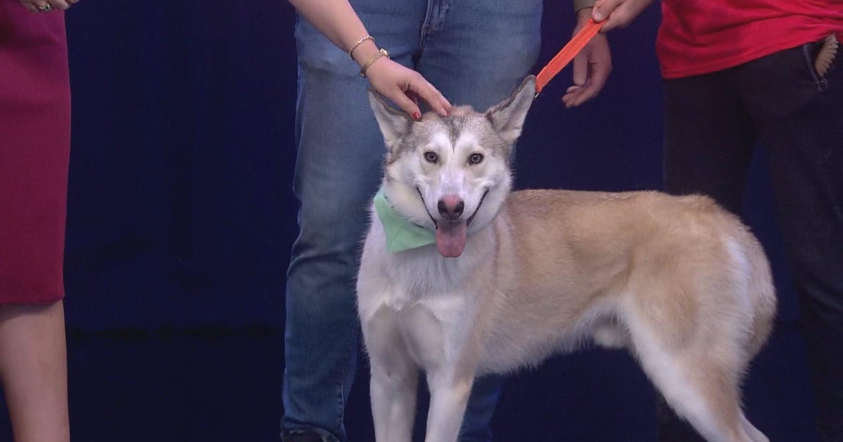 Strut for Strays in Skokie helps raise money for homeless pets 