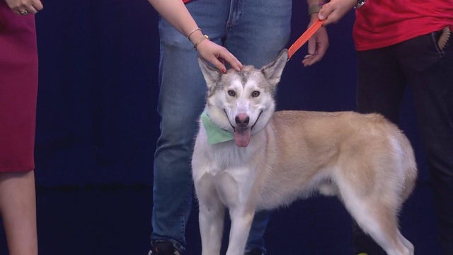 081425-pet-rescue-clean.jpg 