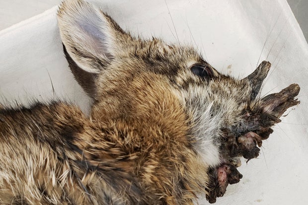 Rabbit Virus Colorado 