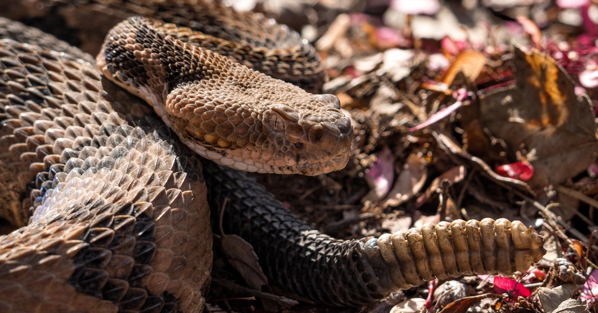 Hiker dies after being bitten by venomous snake in Tennessee state park 