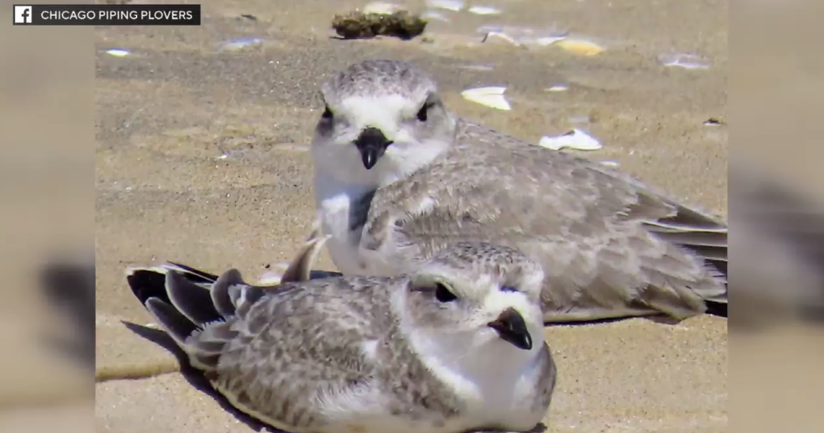 Chicago piping plover chicks move to 63rd Street Beach 